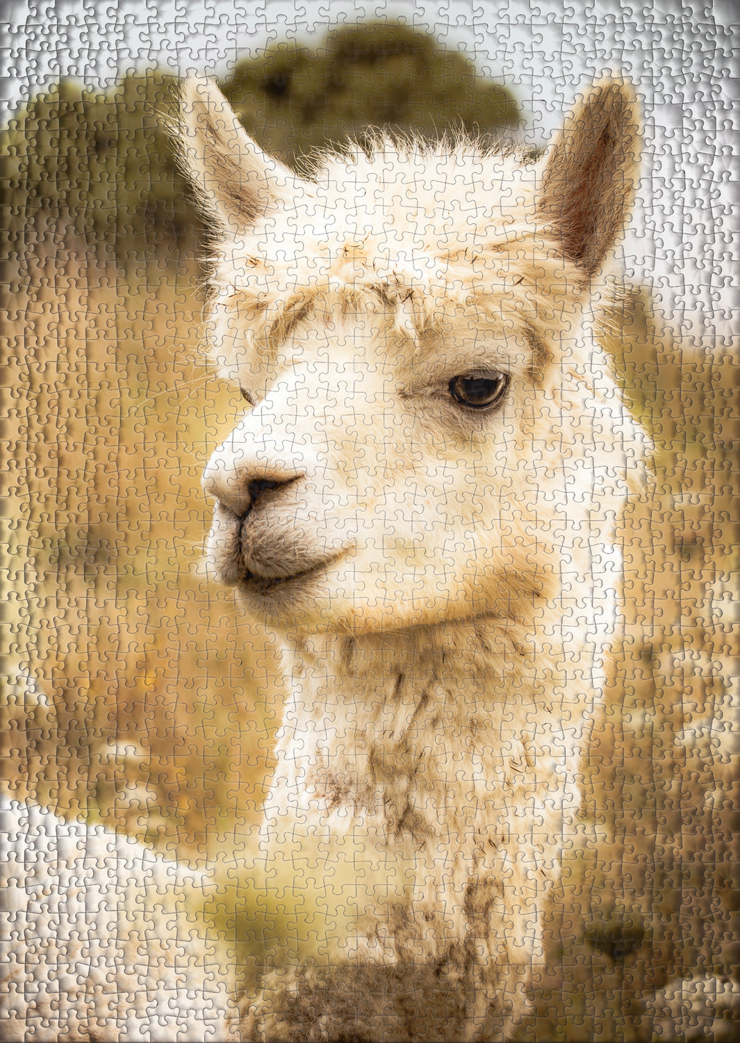 1000 Piece Puzzle "White Alpaca"
