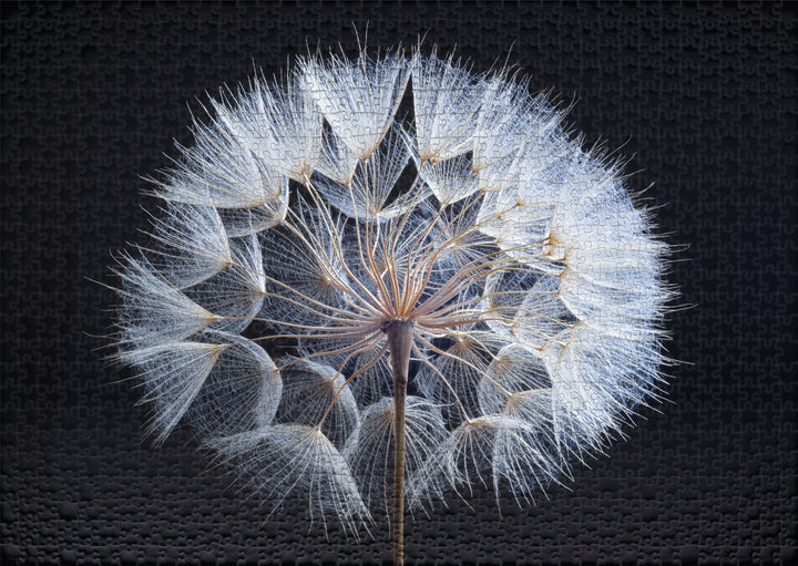 Puzzle 1000 Teile "Pusteblume"