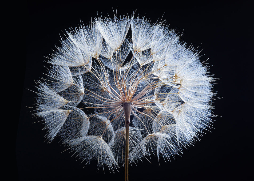 Puzzle 2000 Teile "Pusteblume"
