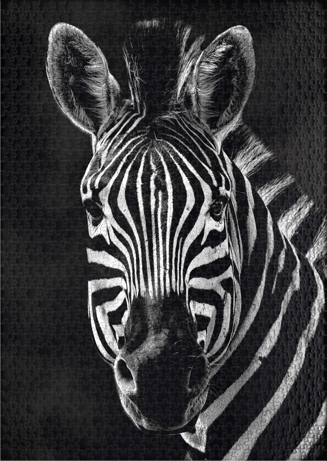 Puzzle 1000 Teile "Zebra"